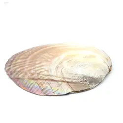 صدف مادر مروارید ساز