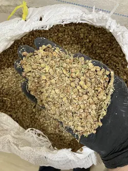 سماق قلم