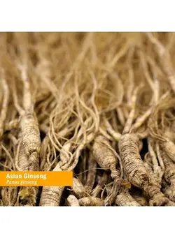 ویتامین و ساپلیمنت مکمل‌های گوارشی Asian (Panax) Ginseng Liquid Glycerite for Energy and Stamina, Alcohol-Free Glycerite, 1 Oz