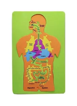 پازل سایر Human Body Pegged Puzzle 