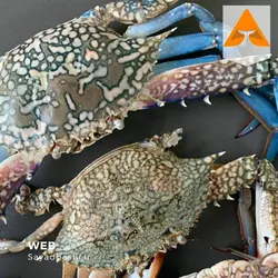 خرچنگ آبی تازه و خوشمزه