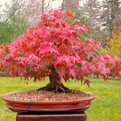 بذر افرا قرمز ژاپنی - Japanese Red Maple