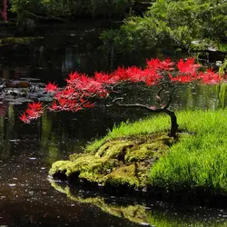 بذر افرا قرمز ژاپنی - Japanese Red Maple