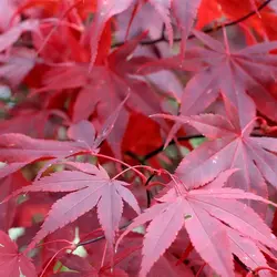 بذر افرا قرمز ژاپنی - Japanese Red Maple