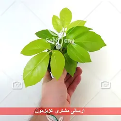 بذر درخت کوکا - Coca