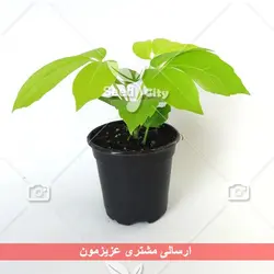 بذر درخت کوکا - Coca