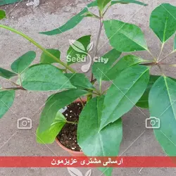 بذر درخت کوکا - Coca