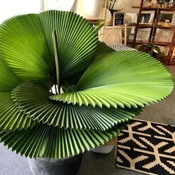 بذر حقیقی نخل لیکوالا گراندیس - Licuala grandis