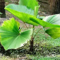 بذر حقیقی نخل لیکوالا گراندیس - Licuala grandis