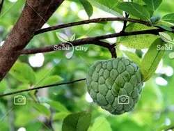 بذر سیب کاستارد - Sugar Apple