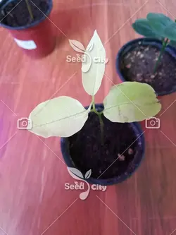 بذر سیب کاستارد - Sugar Apple