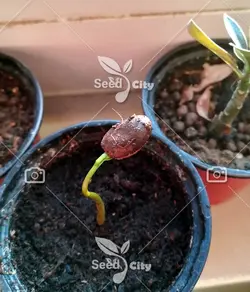 بذر سیب کاستارد - Sugar Apple