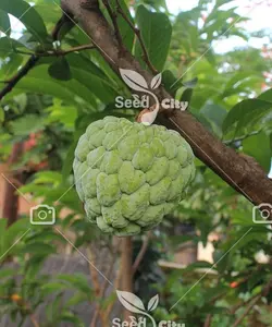 بذر سیب کاستارد - Sugar Apple