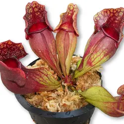 بذر گیاه گوشت خوار ساراسنیا - Trumpet pitchers