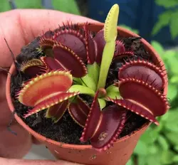 بذر گیاه گوشت خوار ونوس - Venus flytrap