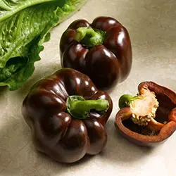 بذر فلفل دلمه شکلاتی - Bell Pepper