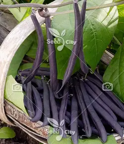 بذر لوبیا غلاف بنفش - Bean