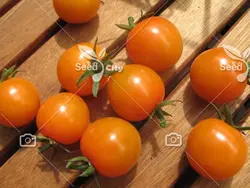 بذر گوجه ناگت طلایی - Gold Nugget Tomato