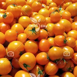 بذر گوجه ناگت طلایی - Gold Nugget Tomato