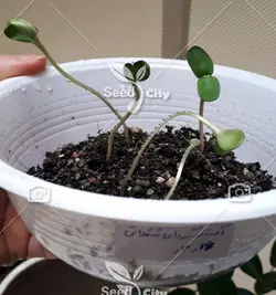 بذر گوجه ناگت طلایی - Gold Nugget Tomato