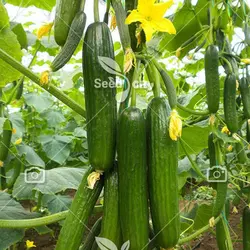بذر خیار درختی پربار - Cucumber F1
