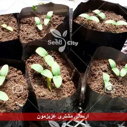 بذر خیار درختی پربار - Cucumber F1
