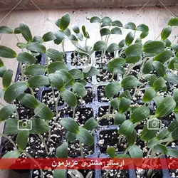 بذر خیار درختی پربار - Cucumber F1