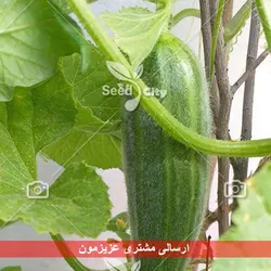 بذر خیار درختی پربار - Cucumber F1