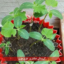 بذر خیار درختی پربار - Cucumber F1