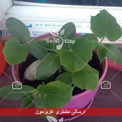 بذر خیار درختی پربار - Cucumber F1