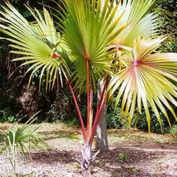 بذر نخل لاتانیا - Latania Palm
