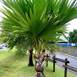 بذر نخل لاتانیا - Latania Palm