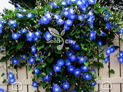 بذر نیلوفر پیچ - Morning Glory