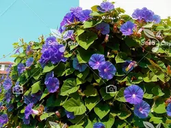 بذر نیلوفر پیچ - Morning Glory