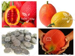 بذر  میوه گاک - Gac Fruit