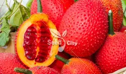 بذر  میوه گاک - Gac Fruit