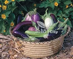 بذر بادمجان میکس - Eggplant