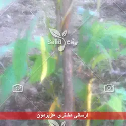 بذر  لوبیا غلاف زرد - Bean