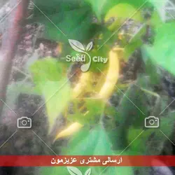 بذر  لوبیا غلاف زرد - Bean