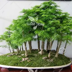 بذر بونسای سرو کوهی - Juniperus