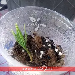 بذر بونسای سرو کوهی - Juniperus