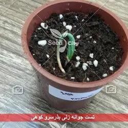 بذر بونسای سرو کوهی - Juniperus
