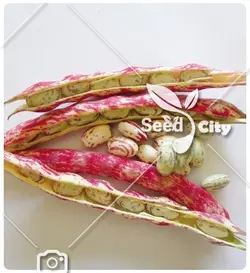 بذر لوبیا باربونیا - Barbunya Been