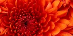 کمپوت گیلاس شیشه اروم آدا