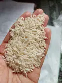 برنج طارم هاشمی اصیل و محلی فریدون کنار کشت اول برنج جمالی