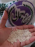 برنج طارم هاشمی اصیل و محلی فریدون کنار کشت اول برنج جمالی