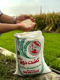 برنج کشت دوم معطر و محلی فریدون کنار برنج جمالی