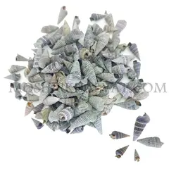 صدف حلزونی مخروطی - خرازی آنلاین مشیرخلوت