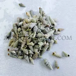 صدف حلزونی مخروطی - خرازی آنلاین مشیرخلوت