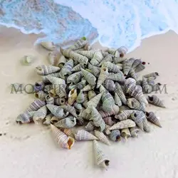 صدف حلزونی مخروطی - خرازی آنلاین مشیرخلوت